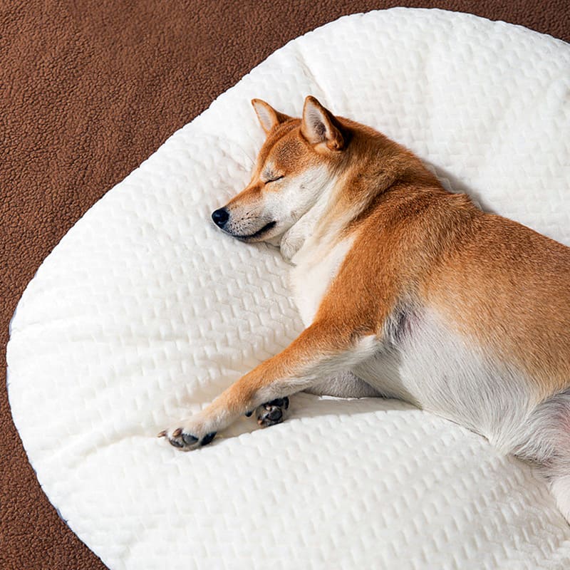 removable washable dog bed